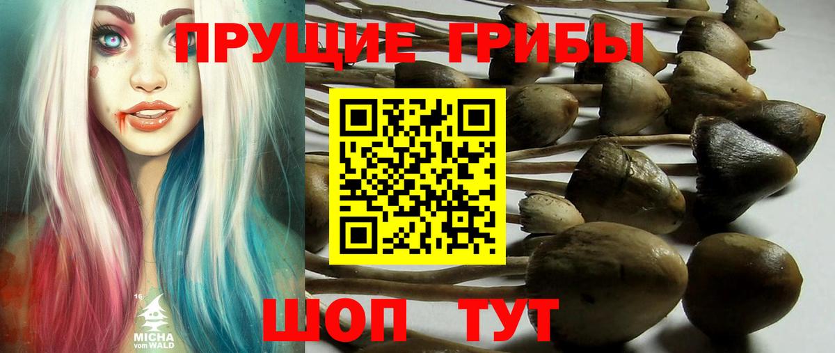Псилоцибиновые грибы Cubensis  Галлюциногенные грибы Psilocybe  Выкса  Вход с VPN 